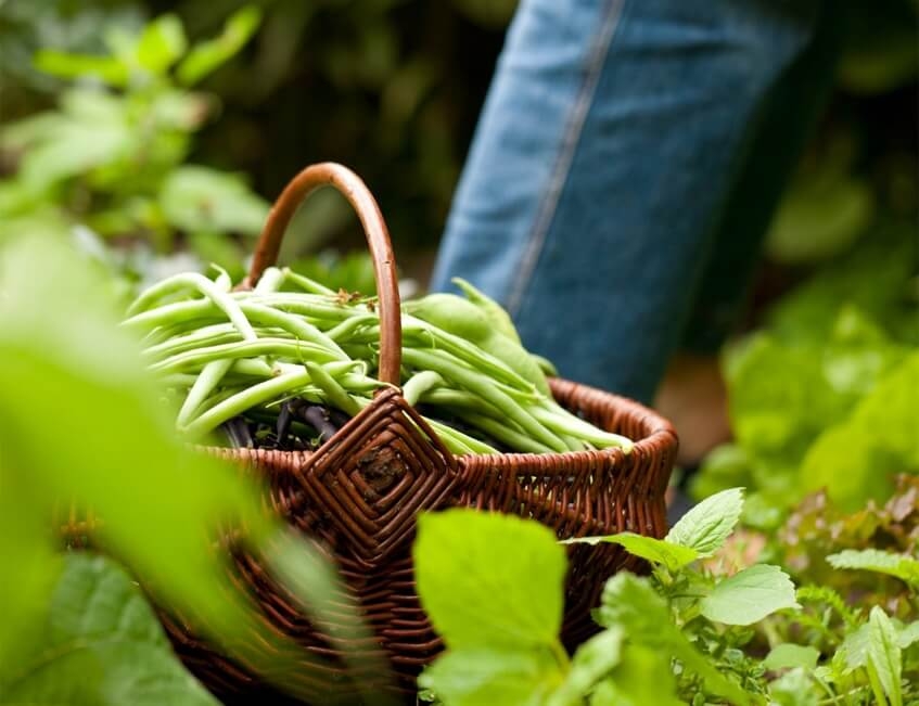 congeler des haricots verts frais